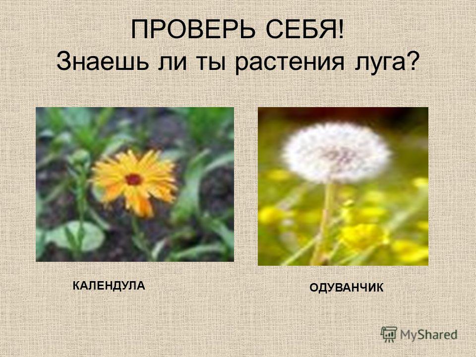 Знаешь ли ты себя сценарий Знаешь ли ты себя сценарий