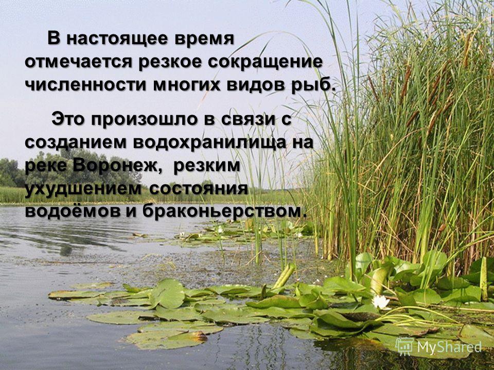 Красная книга 2 класс презентация к уроку Окружающий мир