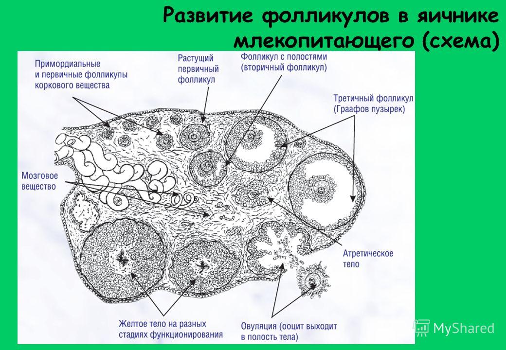 5 фолликулов в яичнике 5 фолликулов в яичнике