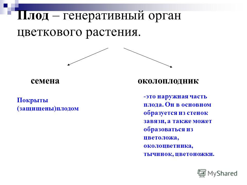 Из завязи образуется плод Из завязи образуется плод