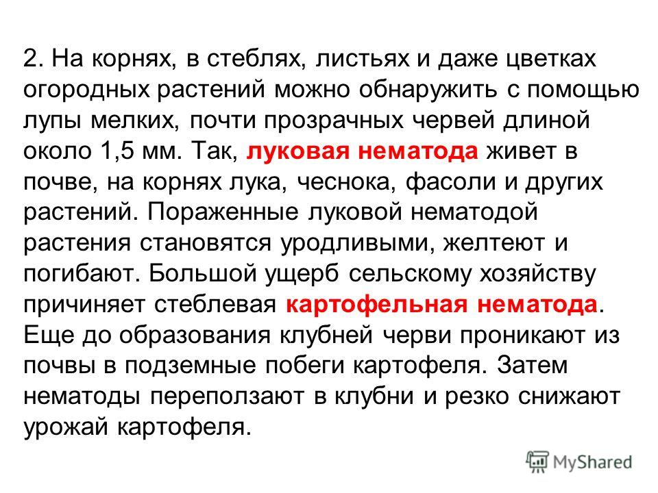 2. На корнях, в стеблях, листьях и даже цветках огородных растений можно обнаружить с помощью лупы мелких, почти прозрачных червей длиной около 1,5 мм