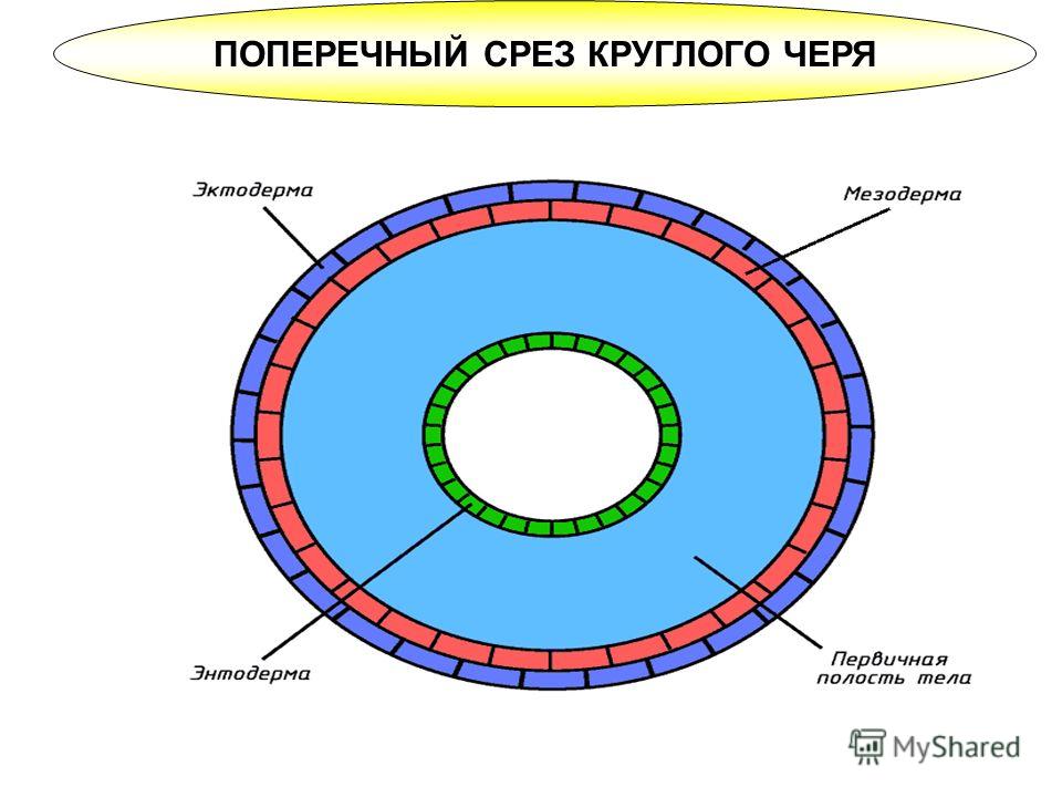 ПОПЕРЕЧНЫЙ СРЕЗ КРУГЛОГО ЧЕРЯ