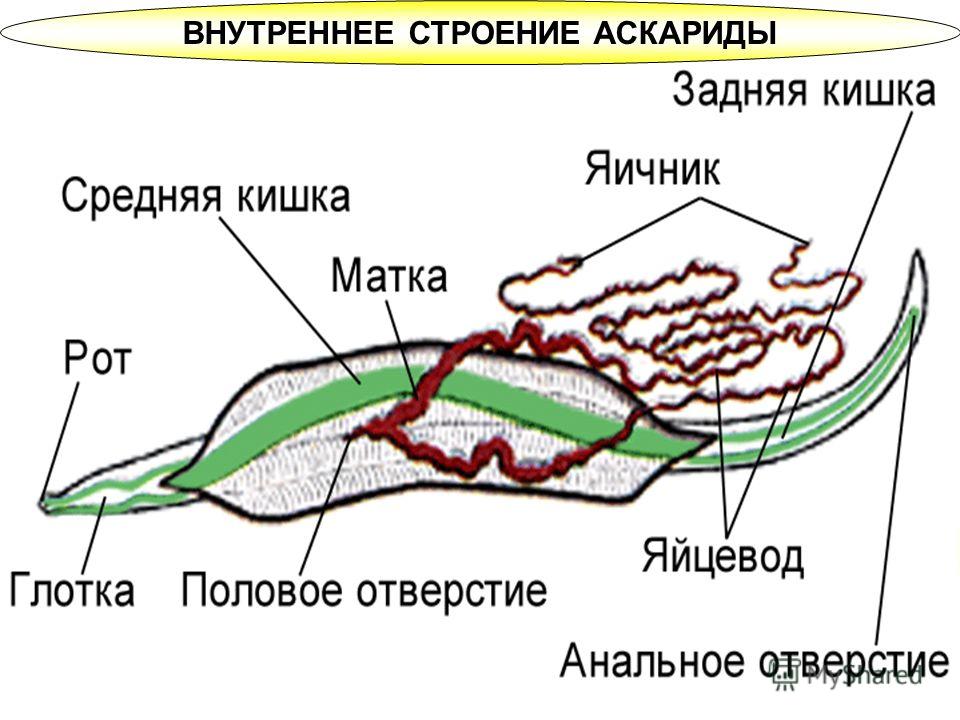 ВНУТРЕННЕЕ СТРОЕНИЕ АСКАРИДЫ