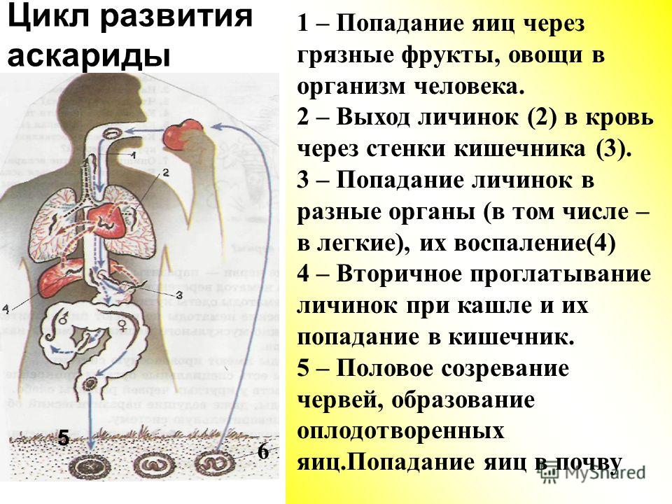 Цикл развития аскариды 1 – Попадание яиц через грязные фрукты, овощи в организм человека. 2 – Выход личинок (2) в кровь через стенки кишечника (3). 3 