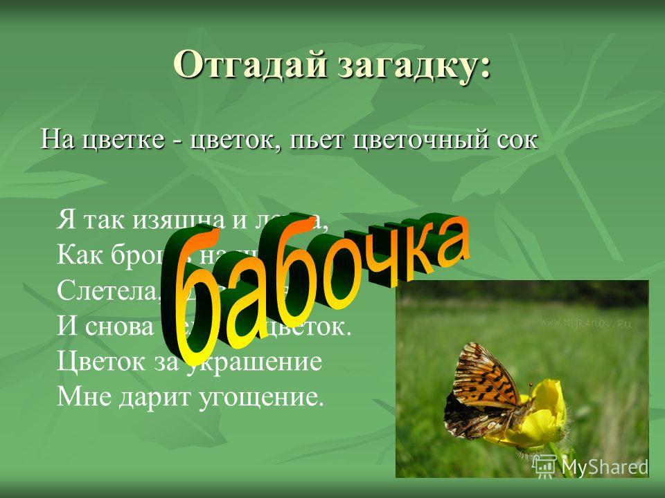 Как питается Венерина Мухоловка и чем кормить Дионею в домашних условиях Как питаются цветы « Гербариус. ру Всё о растениях и уходе за ними