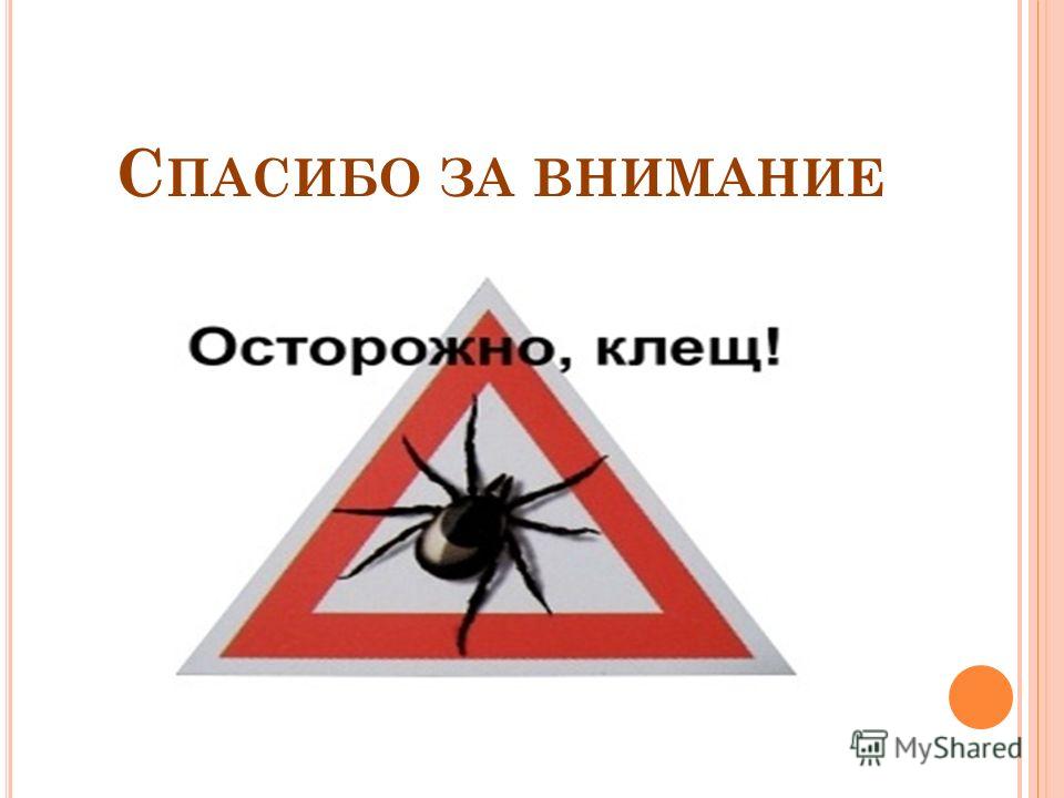 профилактическое лечение от паразитов профилактическое лечение от паразитов