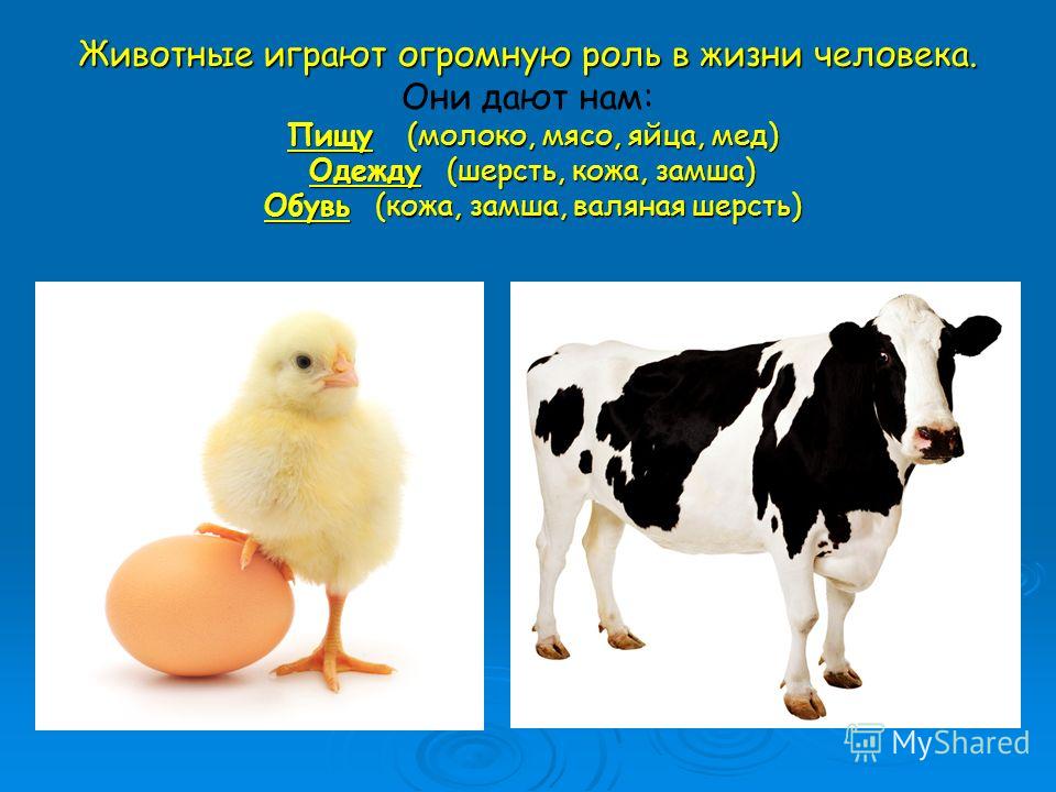 Тематическое планирование по истории россии 8 класс данилов косулина: Все для отдыха: юмор, музыка, фильмы, обои Рабочая программа литер нартов 8 кл кл для национ школы
