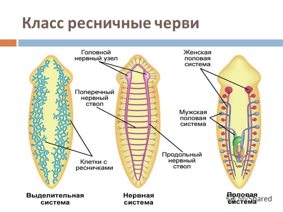 Очистись От Паразитов И Живи Без Паразитов По Семеновой.