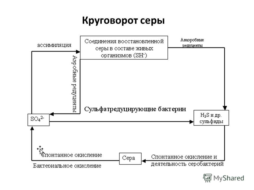 Круговорота серы в природе схема Круговорота серы в природе схема
