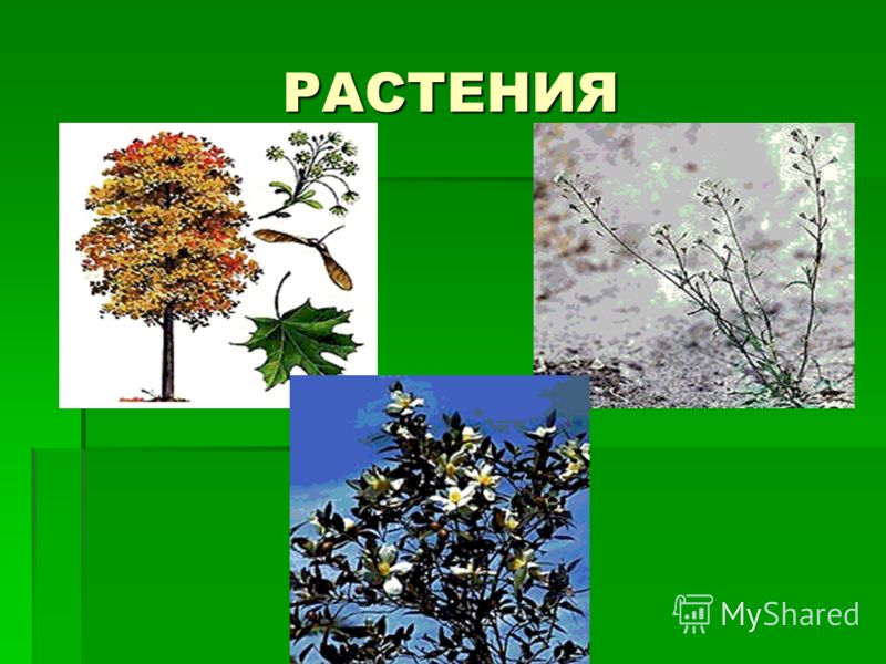 Поселягин владимир все книги читать онлайн крыс 2