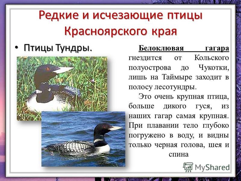 Презентация на тему Животные Красноярского края - скачать бесплатно pptx