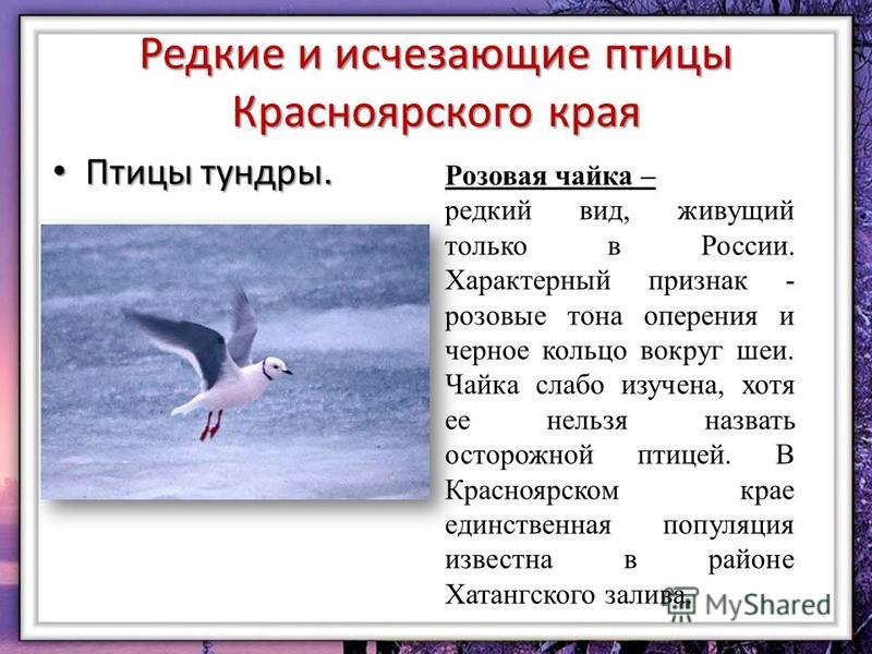 Растения и животные красной книги красноярского края список фото и видео - avRus