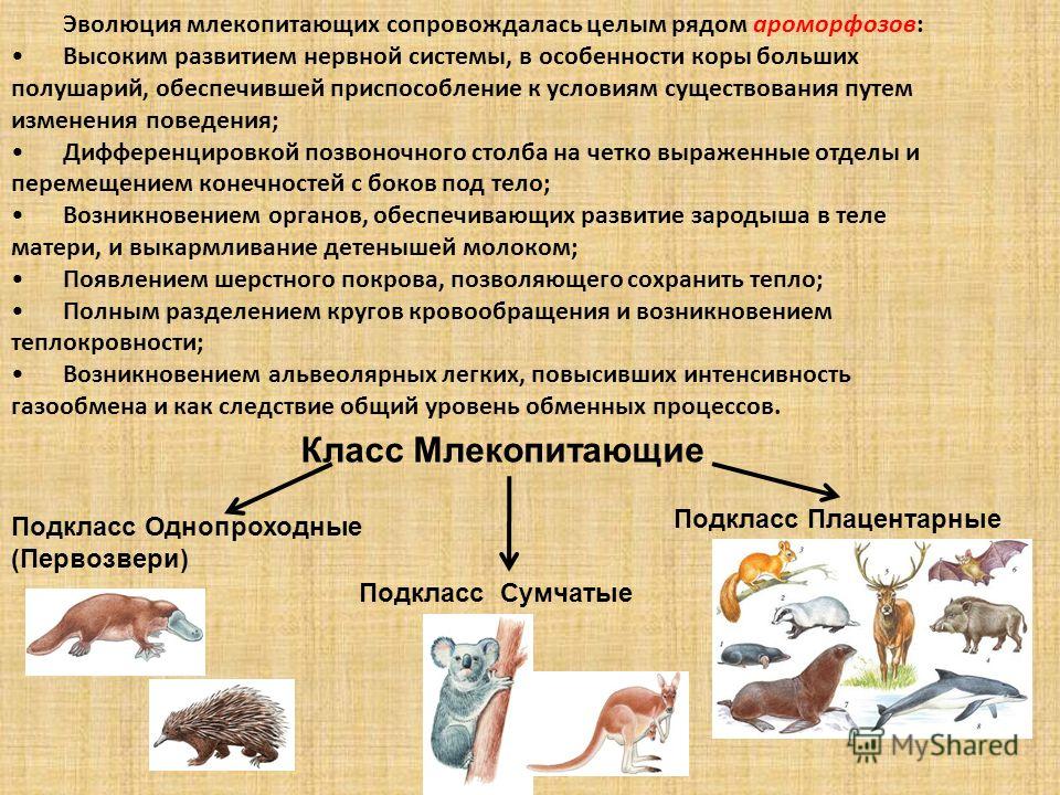 Имплантация зубов у метро Перово в Москве - отзывы Здоровье мужчины. Энциклопедия