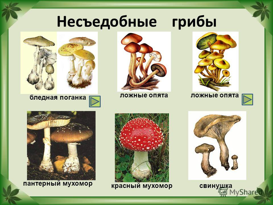 Рабочая программа по русскому языку для 6 класса