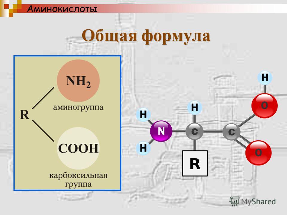 Программа по русскому языку 6 класс