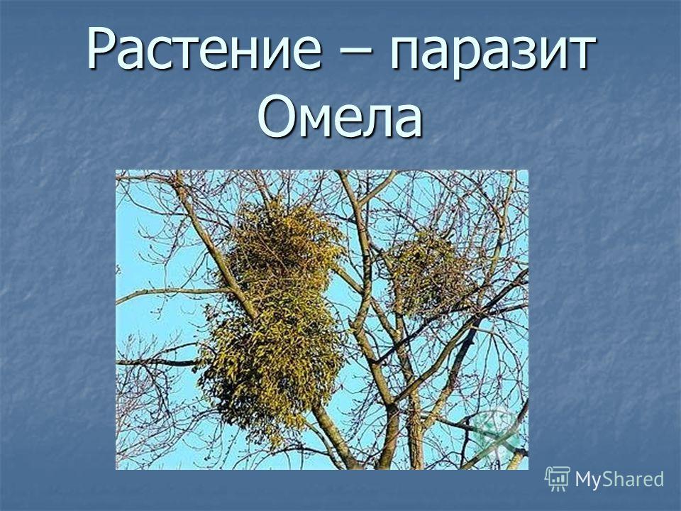 растения от паразитов как принимать растения от паразитов как принимать