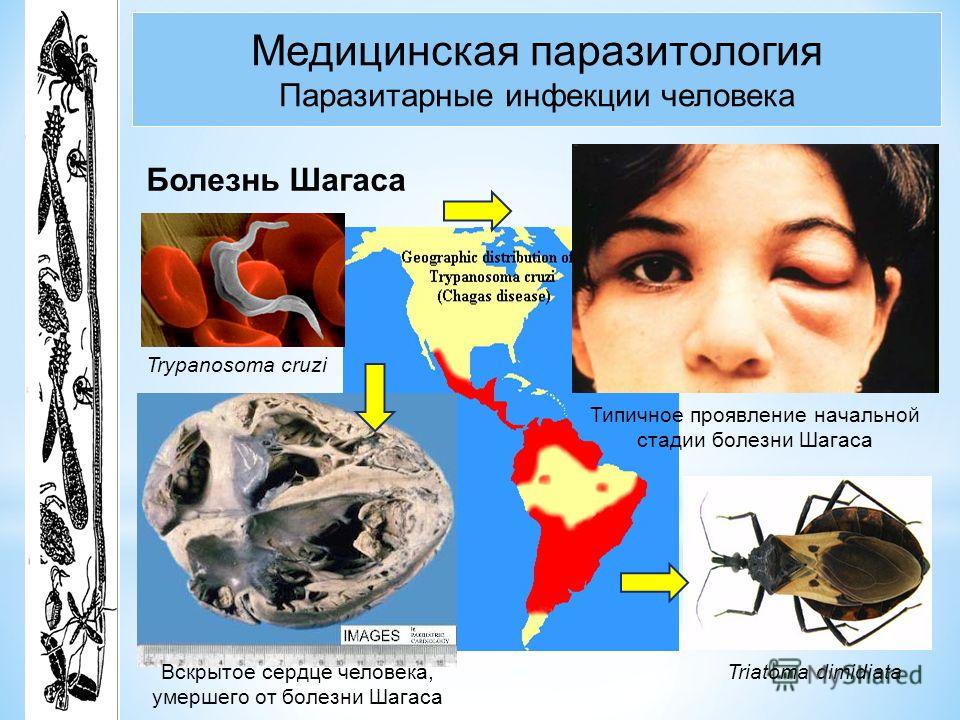 растения паразиты человека растения паразиты человека