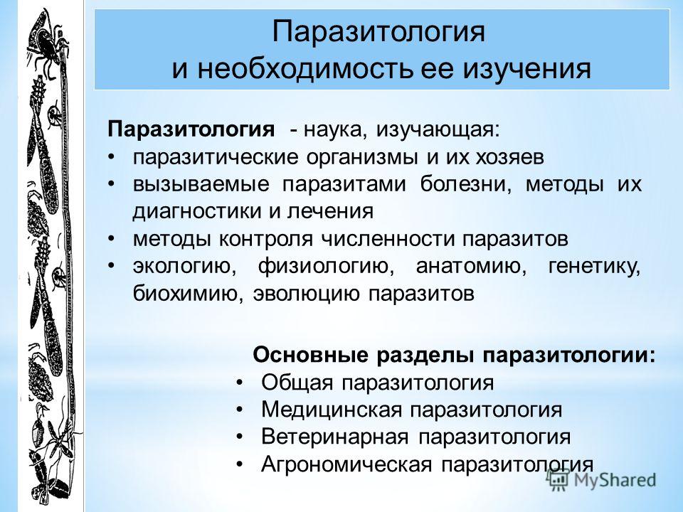 фотографии паразитов человека фотографии паразитов человека