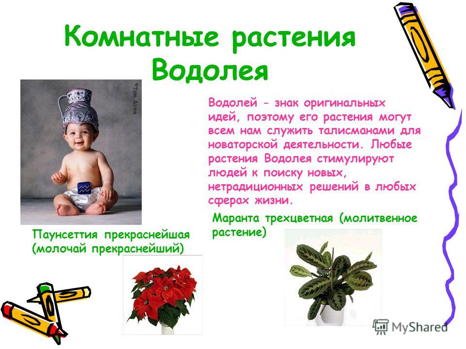 Цветок для знака стрельца Цветок для знака стрельца