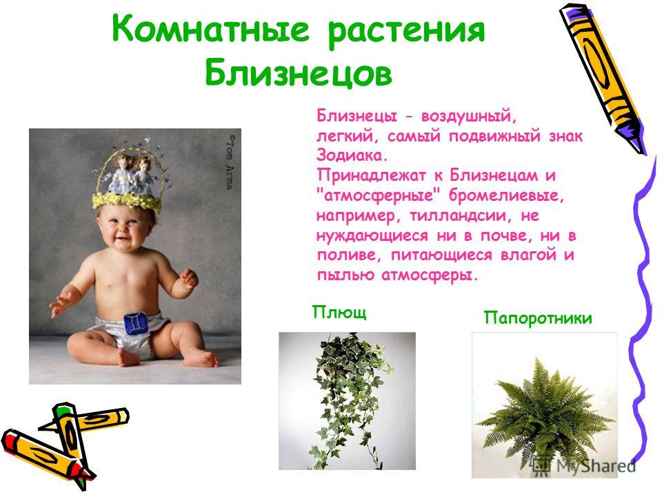 Овен цветок этого знака Овен цветок этого знака