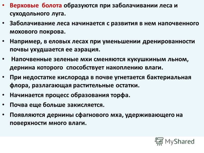 Бумагопластика цветы Бумагопластика цветы