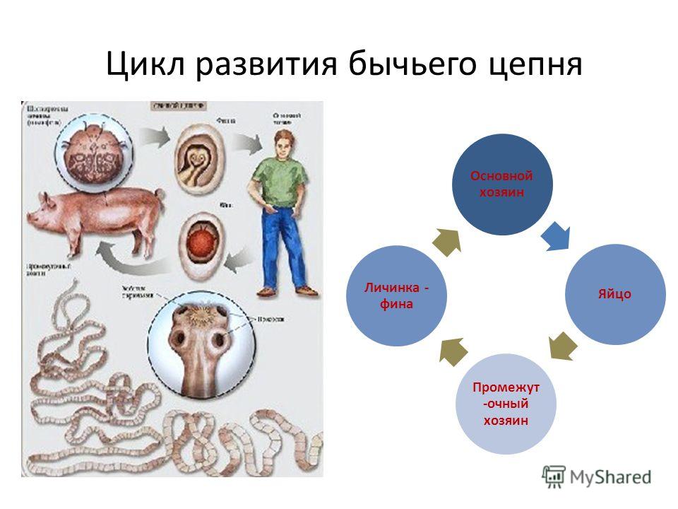 цикл развития бычьего цепня схема