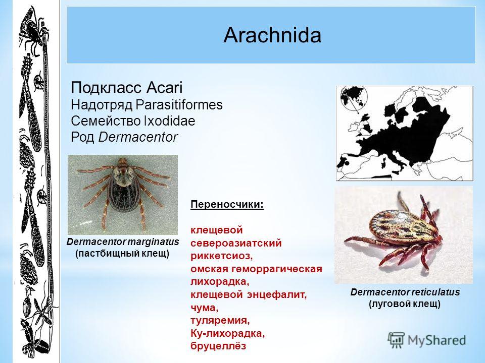 Почему у ребёнка часто болит нога