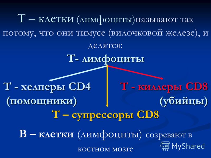 Т-Лимфоцит фото