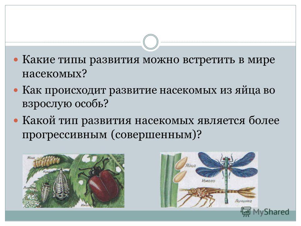 Бесплатные схемы для вышивки золотое руно Бесплатные схемы для вышивки золотое руно