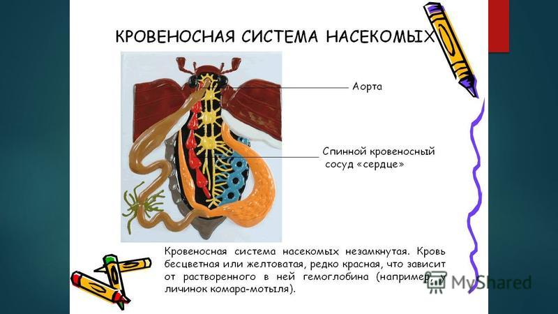 презентация дыхательная система у насекомых 4 класс