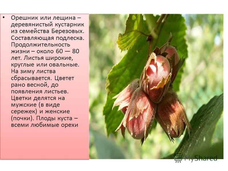 Орешник дуб опыление