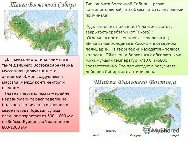 Характеристика тайги - Окружающий мир - Презентации - 3 класс