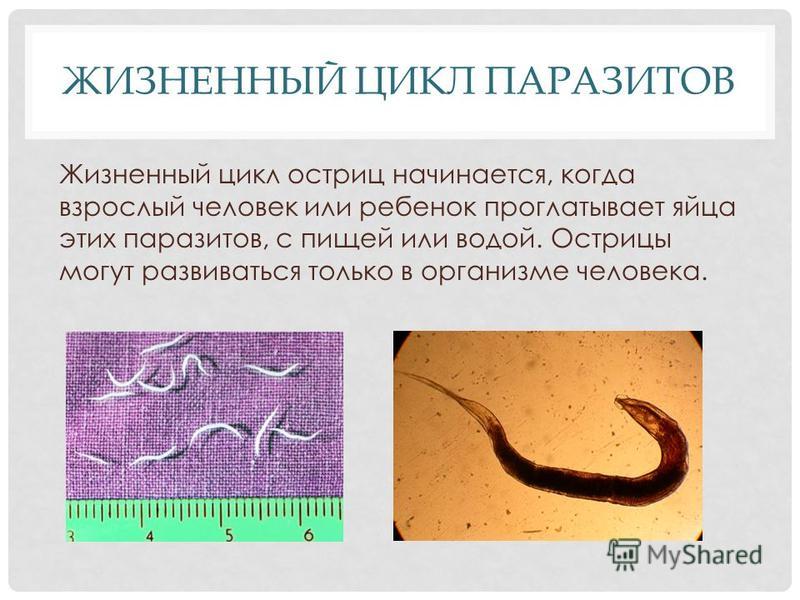 Как в домашних условиях избавится от остриц 18