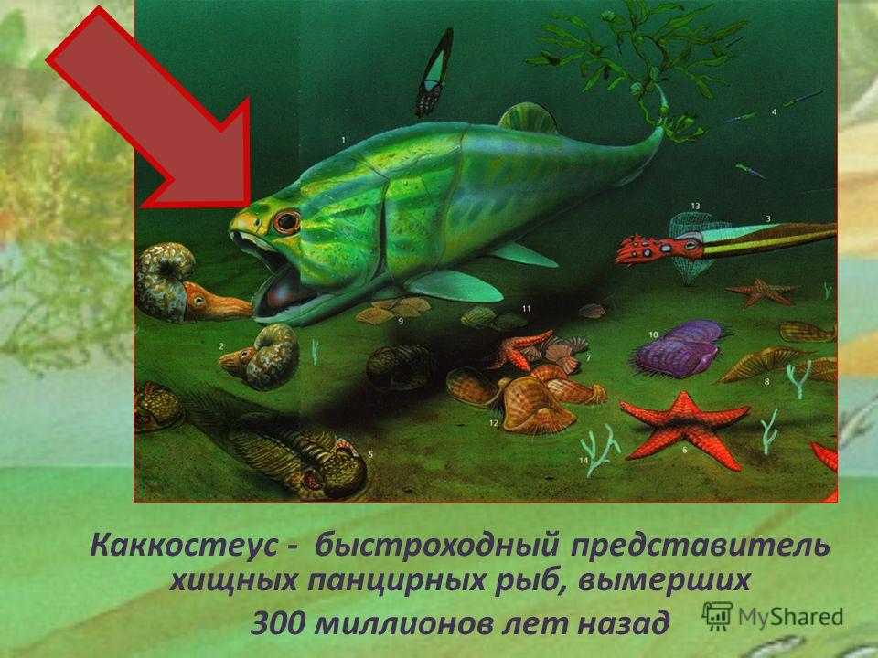 Учебник дорофеева 5 класс