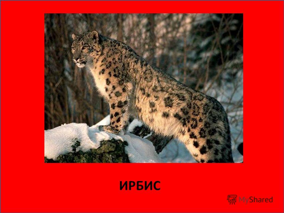 Рассказ про Друга 2 Класс