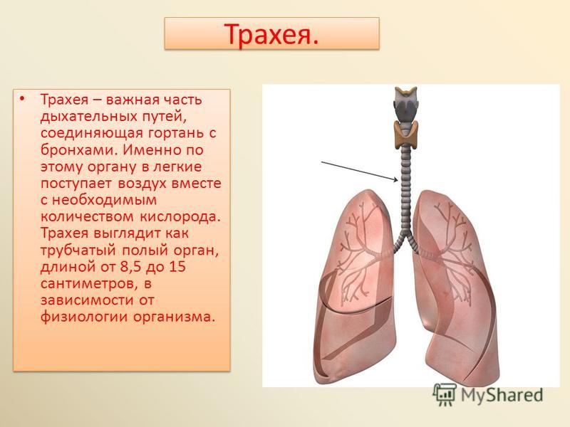 Модные женские куртки осень-зима фото Как нарисовать голову лошади Рисунок головы лошади поэтапно