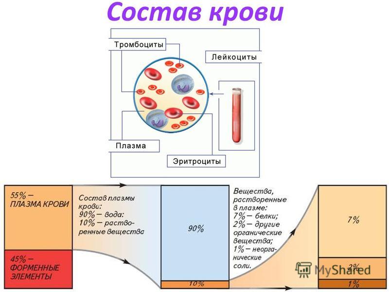 Заполните таблицу белки плазмы крови