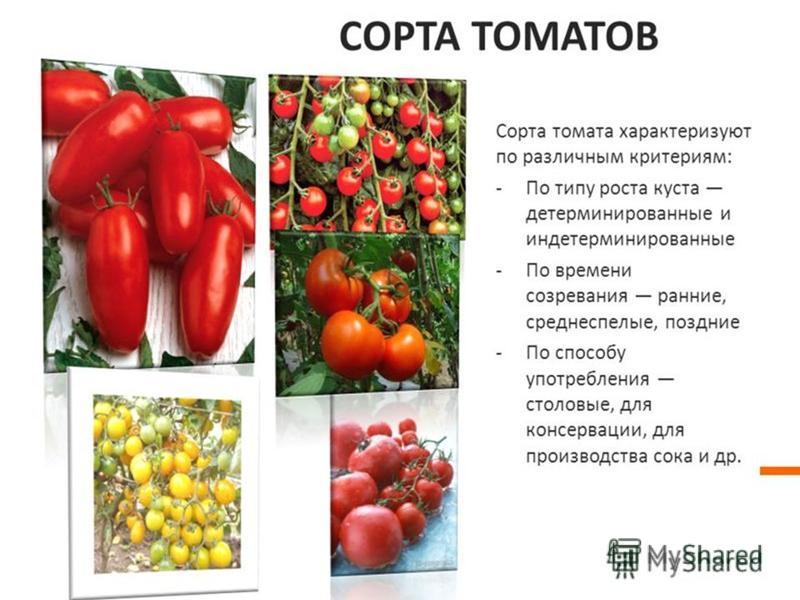 Полудетерминантные томаты - выращивание, уход и пасынкование Лучшие сорта томатов: описание, отзывы, фото, характеристика