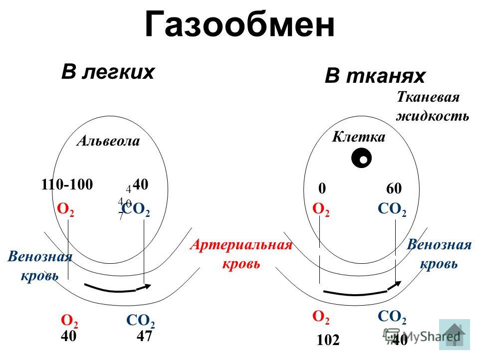 Изобразите схематично процесс газообмена в легких фото 387
