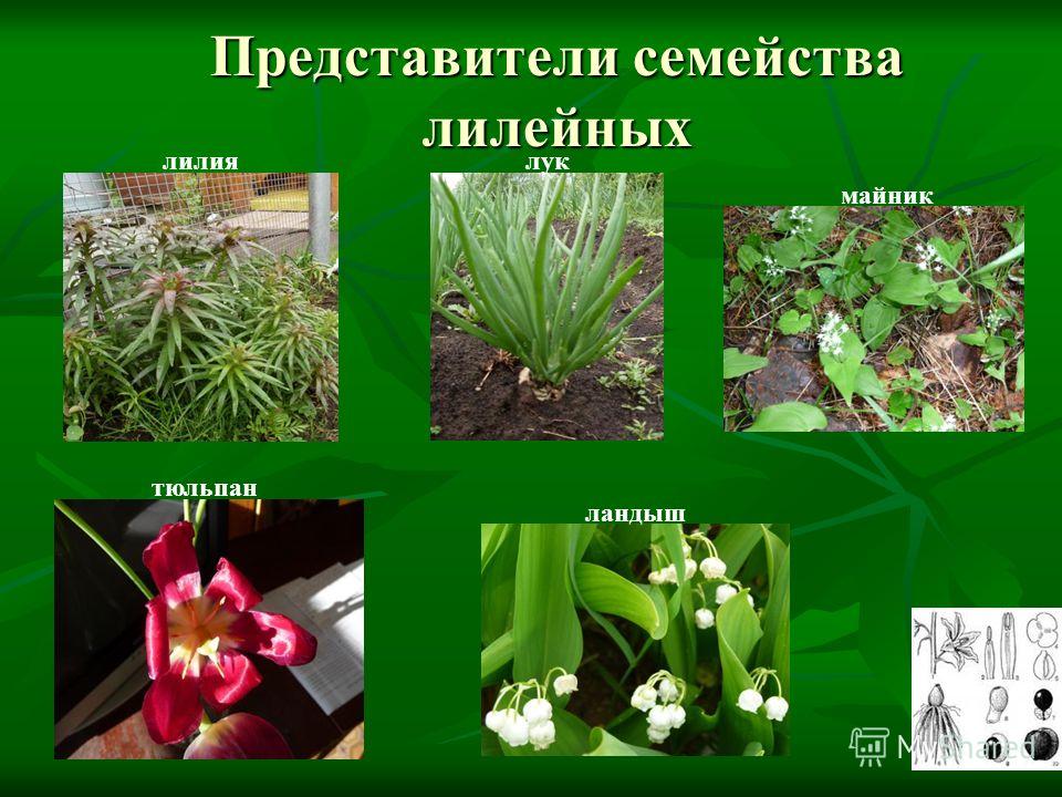 Какой плод у семейства лилейных Какой плод у семейства лилейных
