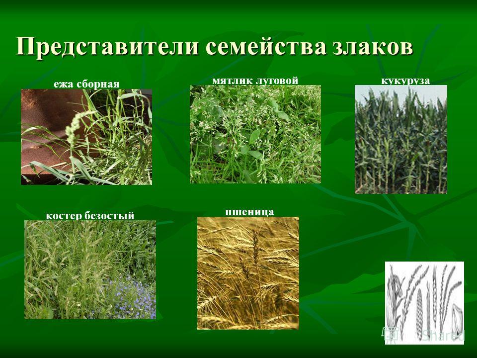 Плод семейства злаков Плод семейства злаков