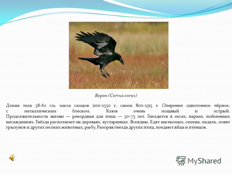 Ворон (Corvus corax) Длина тела 58-62 см, масса самцов 1100–1550 г, самок 800–1315 г. Оперение однотонное чёрное, с металлическим блеском. Клюв очень мощный и острый. Продолжительность жизни рекордная для птиц 50–75 лет. Гнездится в лесах, парках, по