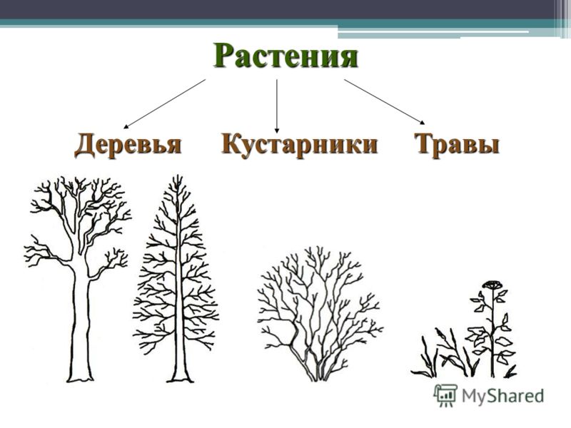 Растения ДеревьяКустарникиТравы