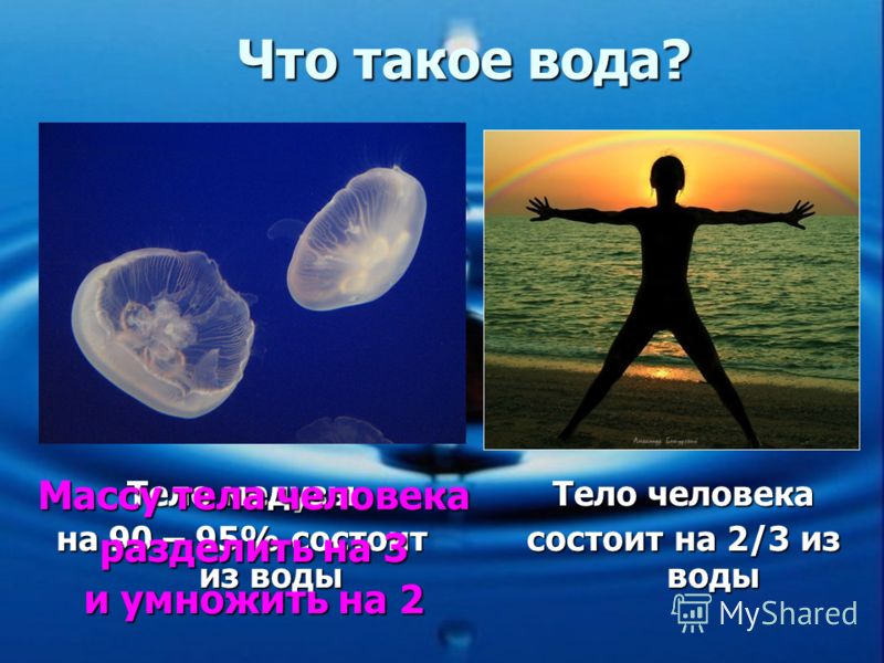 Тело медузы на 90 – 95% состоит из воды Тело человека состоит на 2/3 из воды Массу тела человека разделить на 3 и умножить на 2
