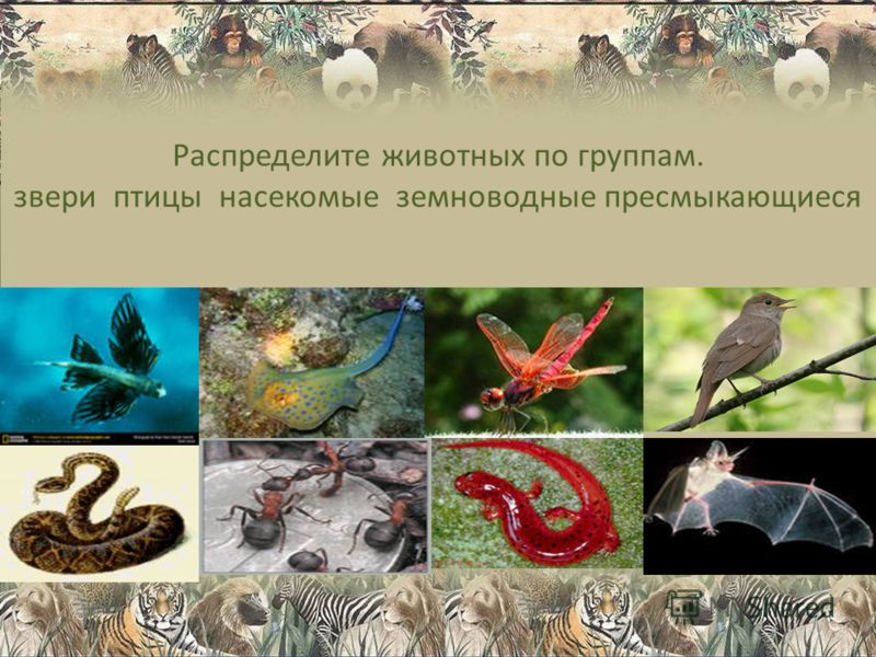 Распределите животных по группам. звери птицы насекомые земноводные пресмыкающиеся
