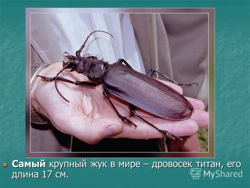 Самый крупный жук в мире – дровосек титан, его длина 17 см. Самый крупный жук в мире – дровосек титан, его длина 17 см.