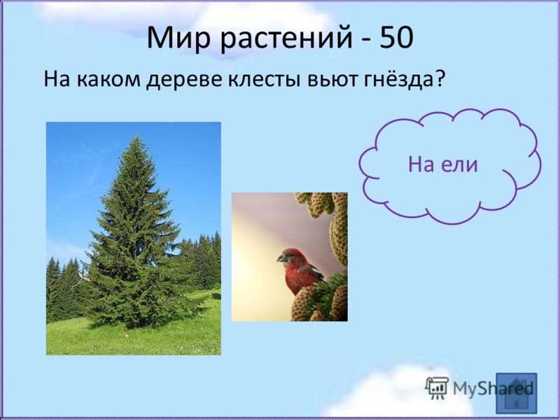 Мир растений - 50 На каком дереве клесты вьют гнёзда? На ели