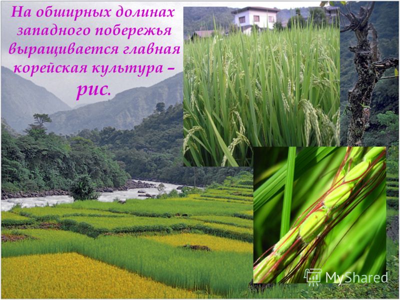 На обширных долинах западного побережья выращивается главная корейская культура – рис.