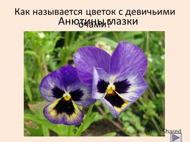 Как называется цветок с девичьими очами? Анютины глазки Кравцова Елена Николаевна, 235-703-920