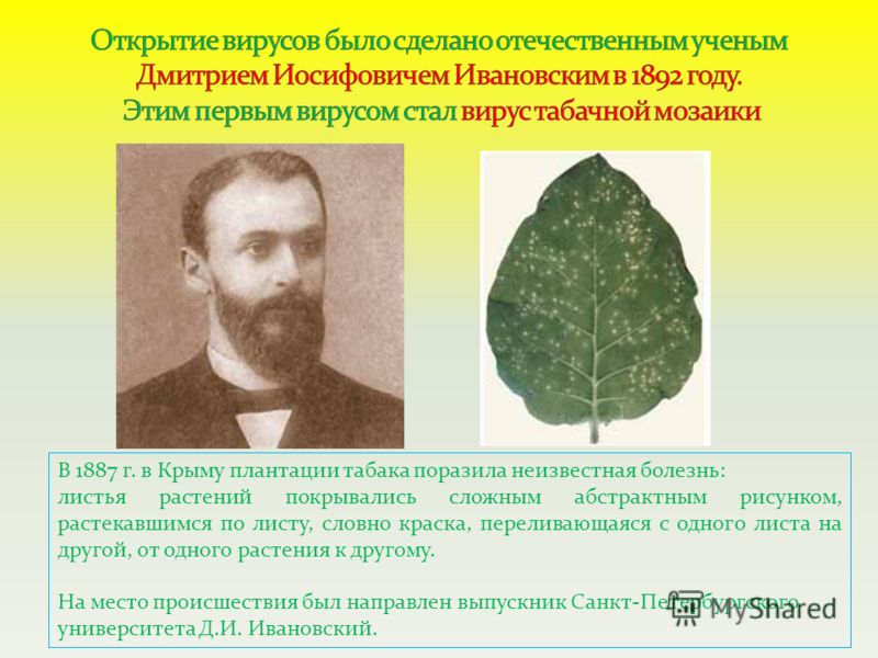 В 1887 г. в Крыму плантации табака поразила неизвестная болезнь: листья растений покрывались сложным абстрактным рисунком, растекавшимся по листу, словно краска, переливающаяся с одного листа на другой, от одного растения к другому. На место происшес